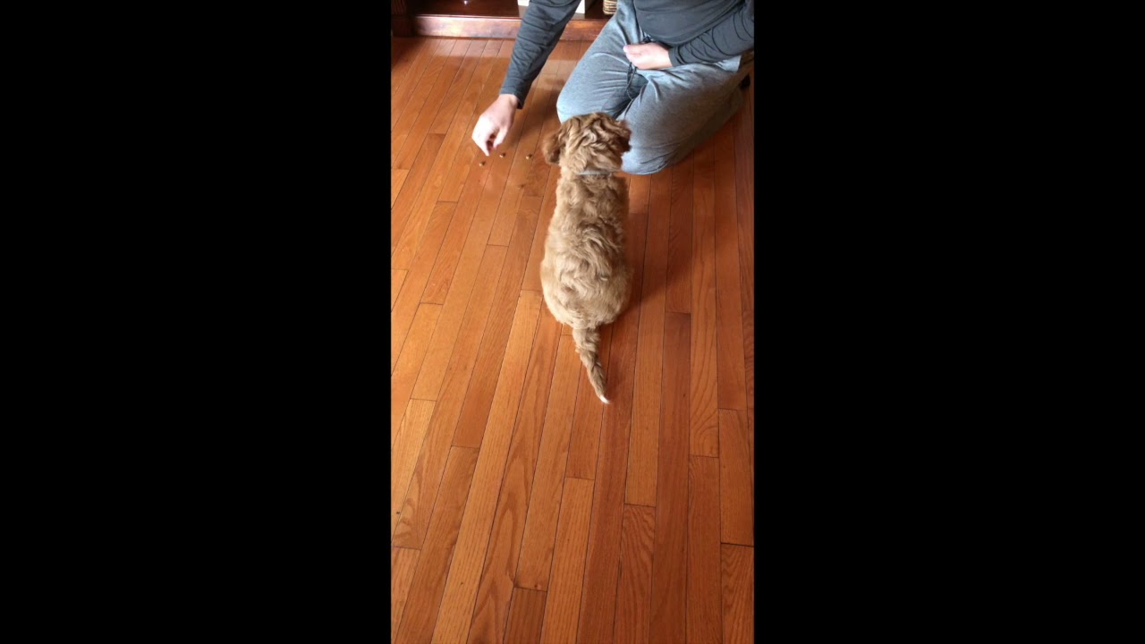 LOUIE - ALD - Australian Labradoodle -Training sessions