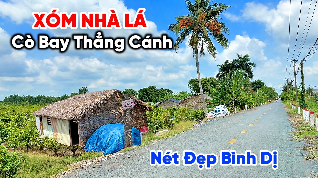 Đi Ngắm Cảnh Quê Yên Bình Ven Sài Gòn Còn Nhiều Nhà Lá, Lạc Vào Vườn Mai Bình Lợi