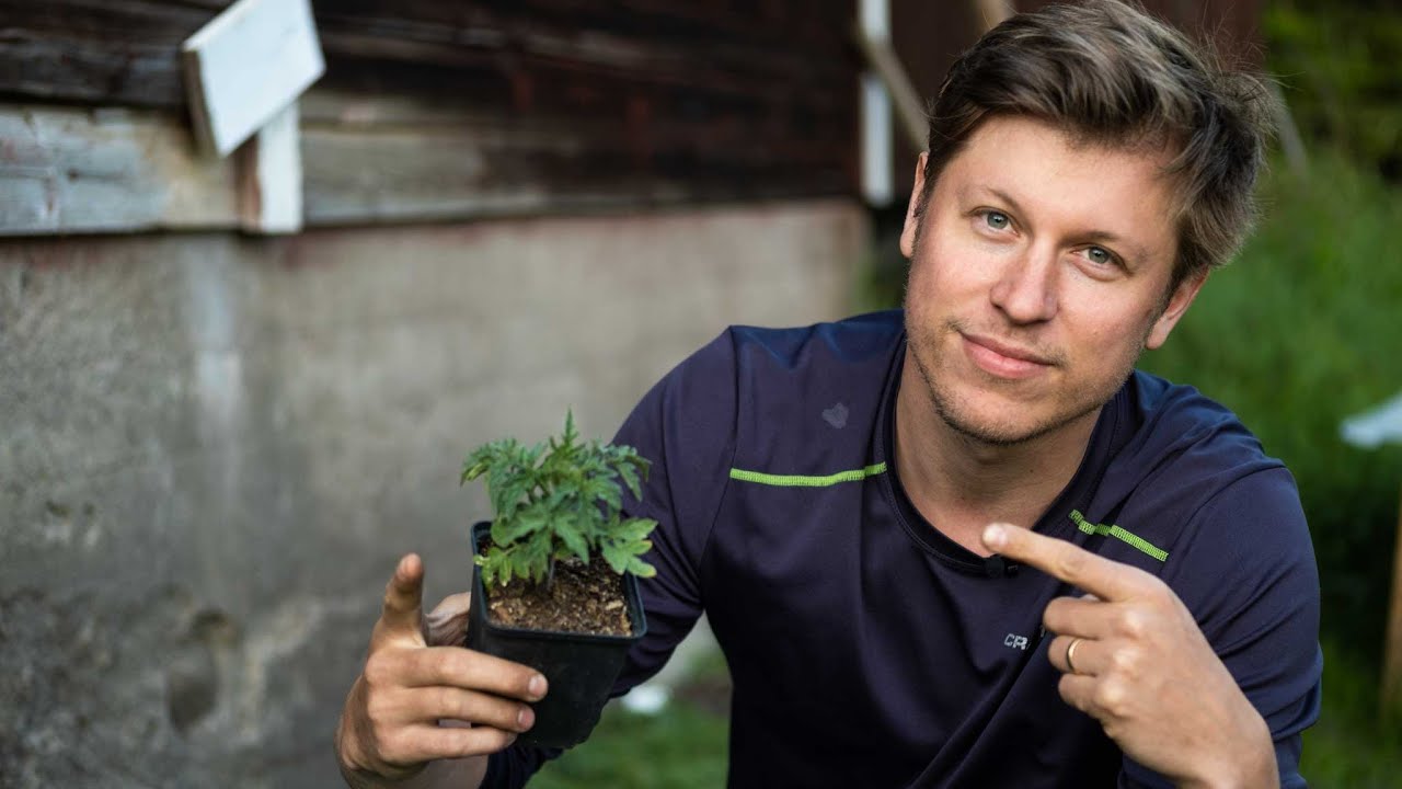 Hur du lyckas med tomater UTAN ett växthus