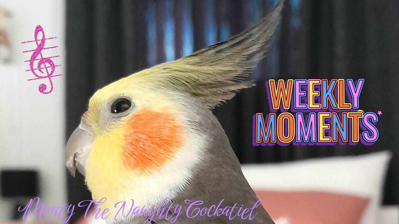 Monty The Naughty Cockatiel's weekly moments. ❤️❤️part 154❤️❤️