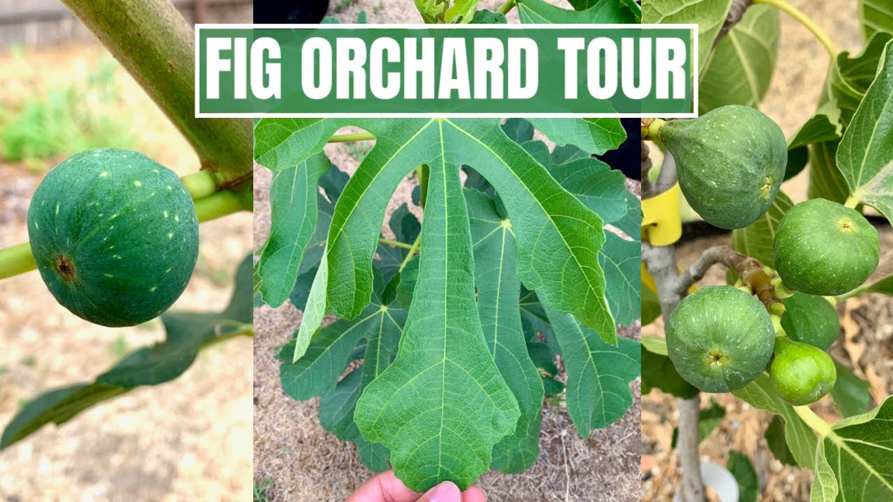 FIG ORCHARD TOUR | GREEN SHOOTS NURSERY