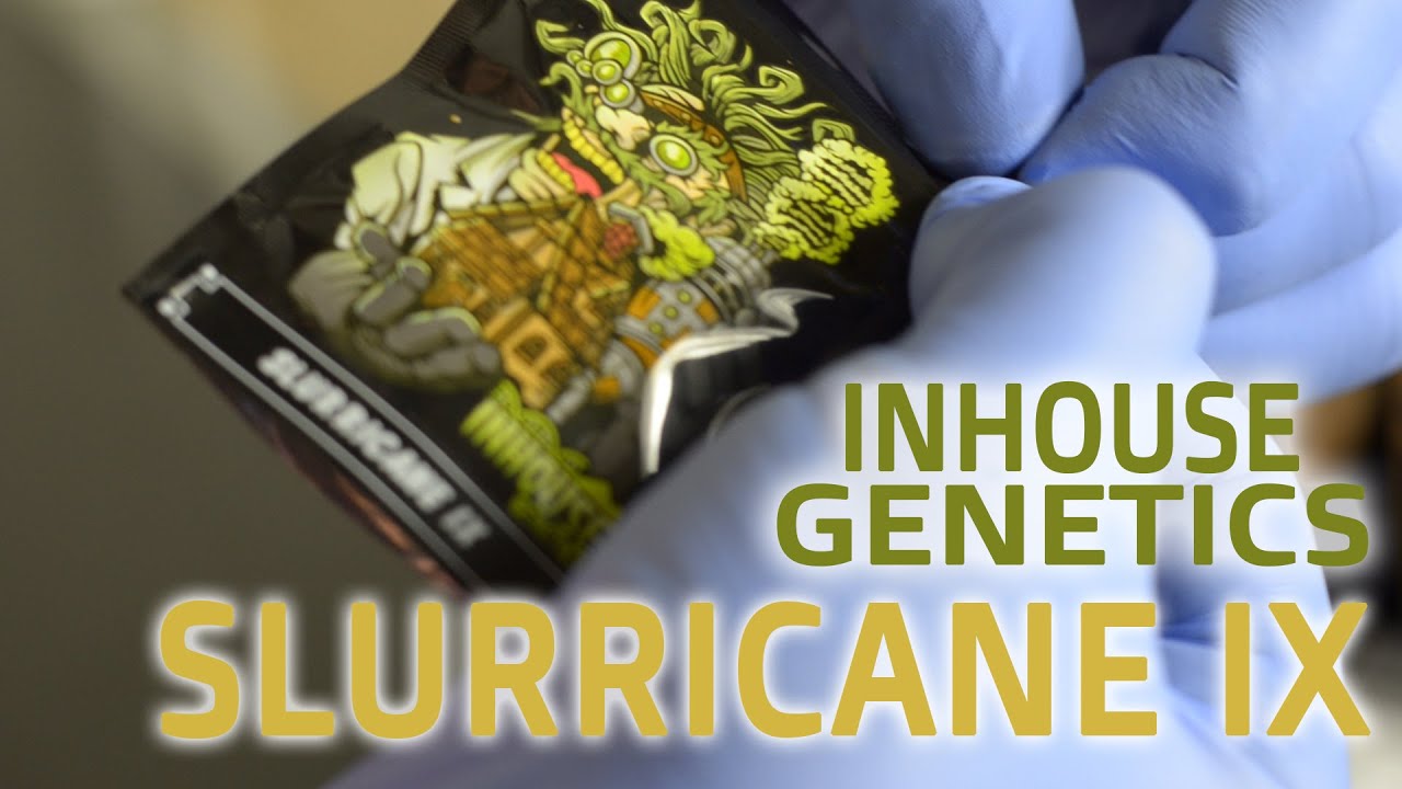 SLURRICANE IX -  INHOUSE GENETICS.