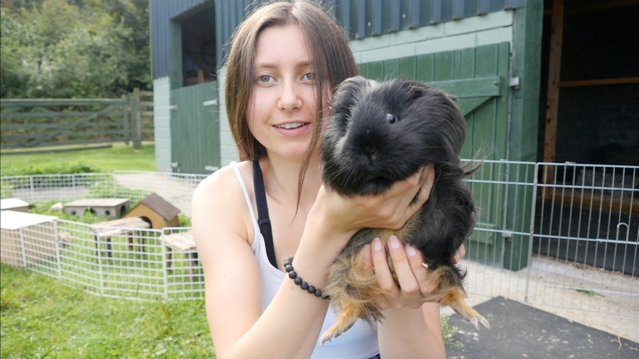 Meet My Guinea Pigs | September 2021