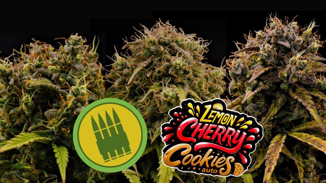 Lemon Cherry Cookies Auto & Royal AK Auto | Full Grow Diary (76 Days)