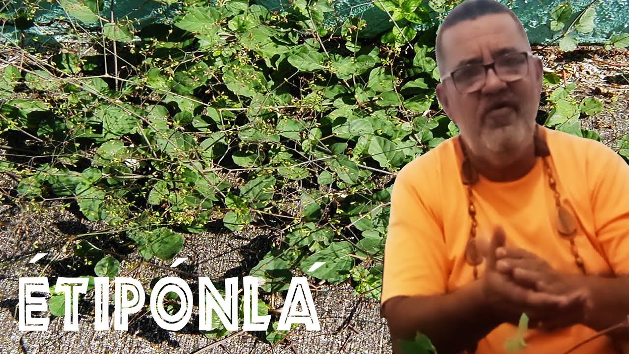 Folha de ÉTIPÓNLÁ