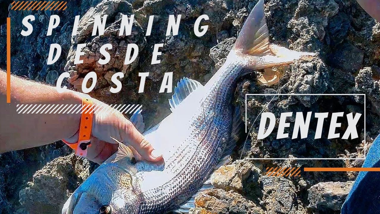 Dent&oacute;n desde costa a spinning. Peces a cada lance.