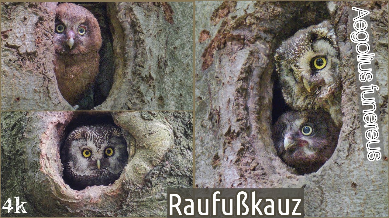 Bei Familie Raufußkauz; Part 4