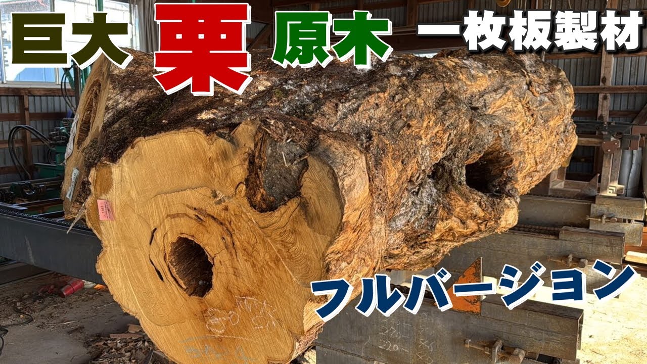 【無言製材・フルVer.】巨大な洞あり！栗の巨木を挽いたら予想以上の大仕事に…！