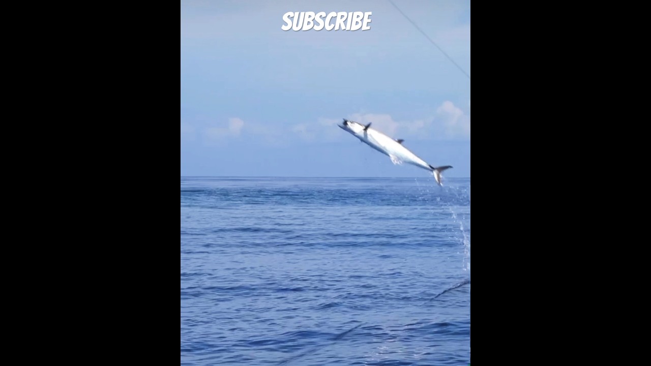 Crazy fish jumping out #abudhabifishing  Big fish