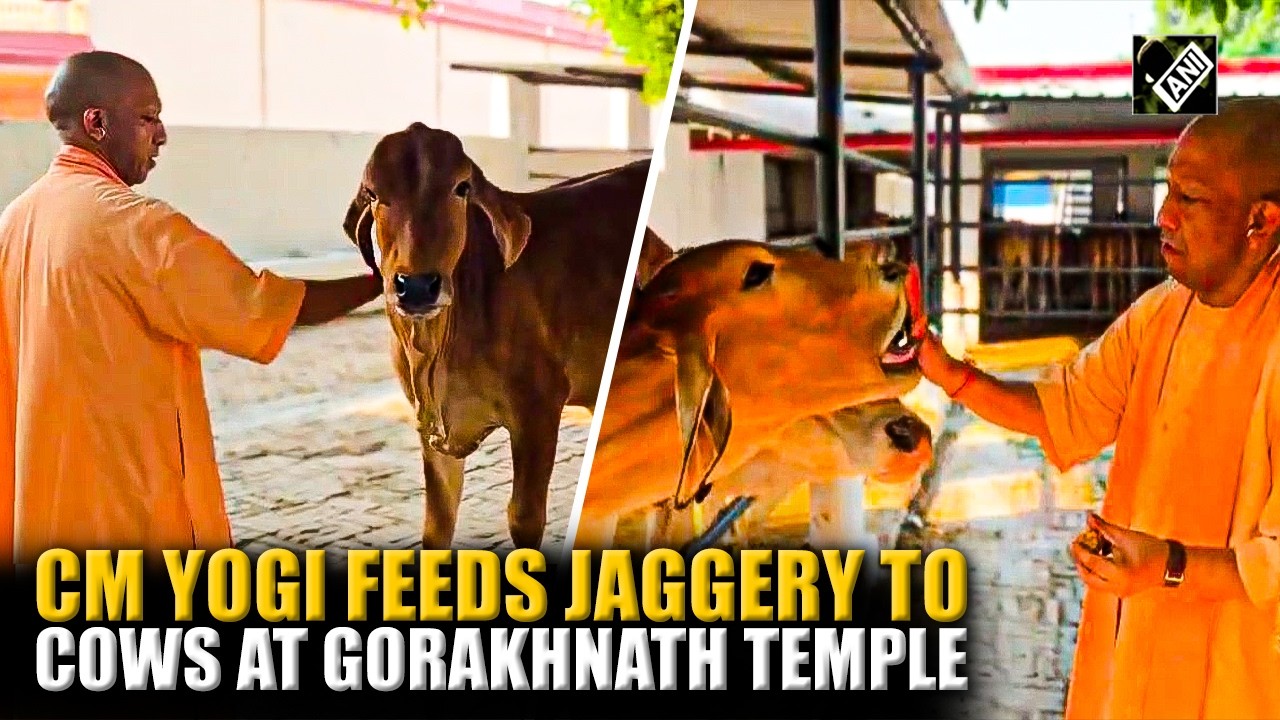 Watch: UP CM Yogi Adityanath feeds Jaggery to cows at Gorakhnath Temple