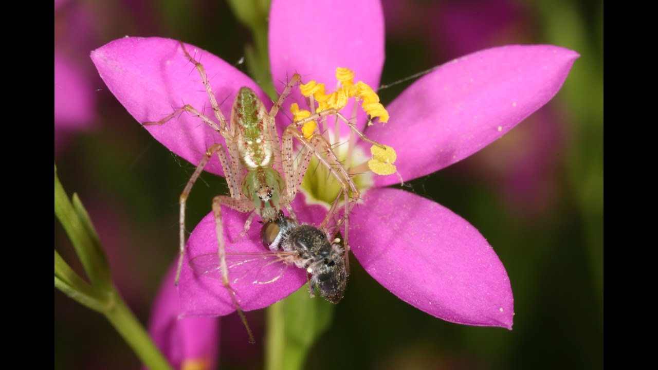 Arachnid Behavior and Interaction - Jillian Cowles