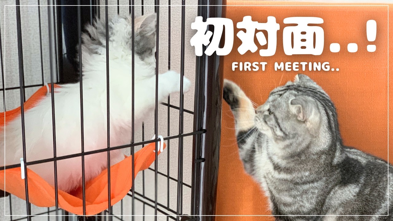 新しい子猫が来た日。猫同士の反応は…？｜The Day Our New Kitten Came Home… How Our Cats Reacted