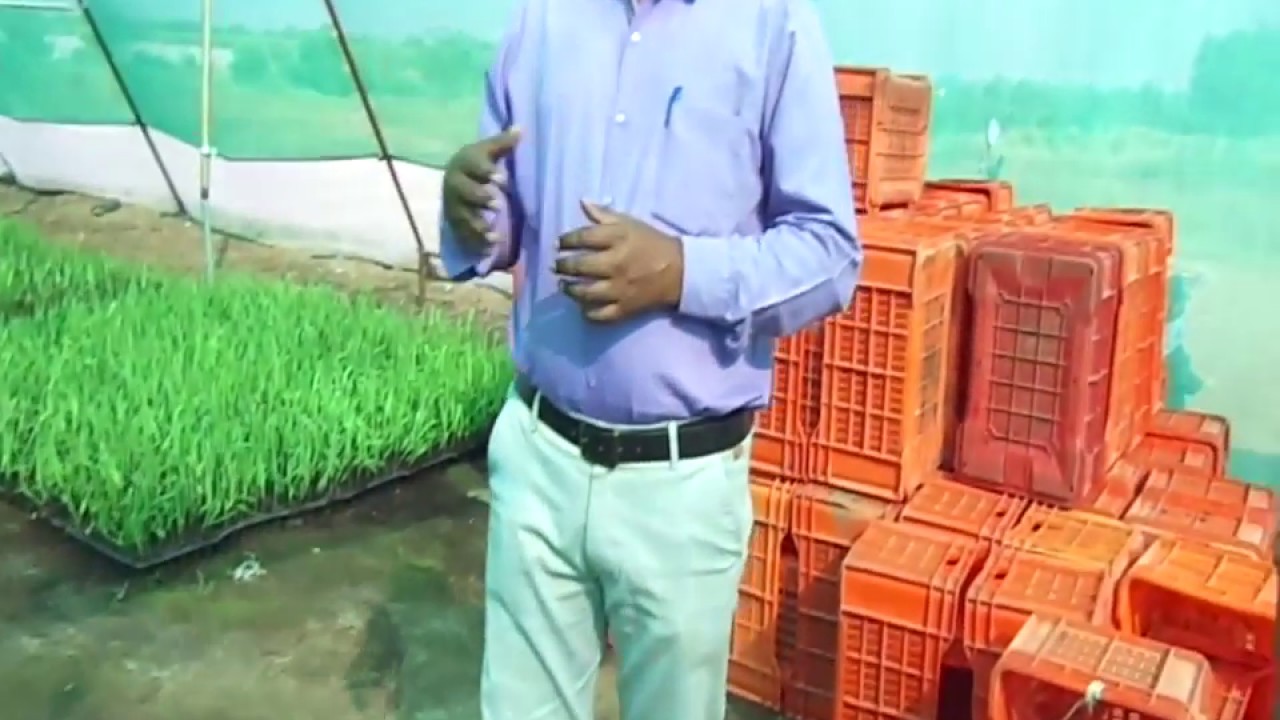 SUGARCANE NURSERY