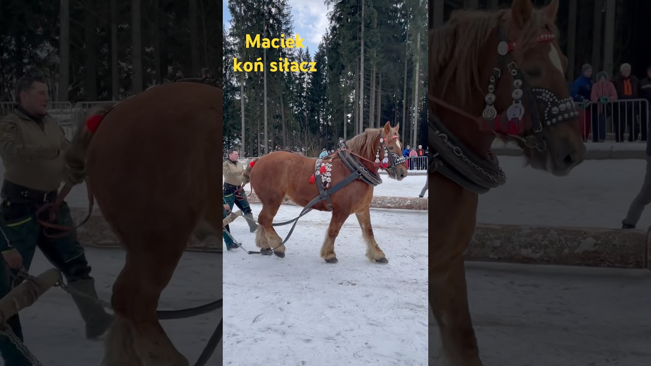 🐎Koń Maciek siłacz nad siłacze‼️Furmani Istebna 2025 #shorts #animals #konie #horse #zwierzaki #&hearts;️