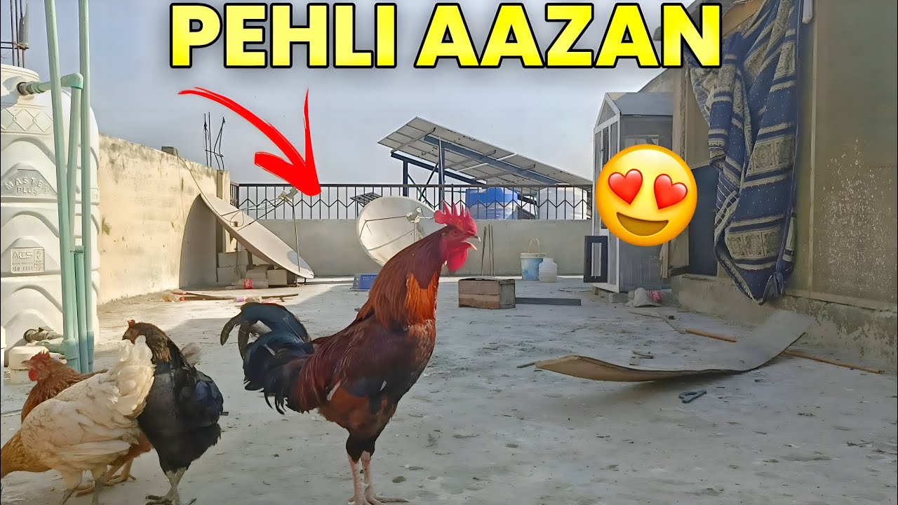 Hamare Murge Ne Pehli Baar Aazan Di ✨ | Dil Khush Kar Dene Wala Moment