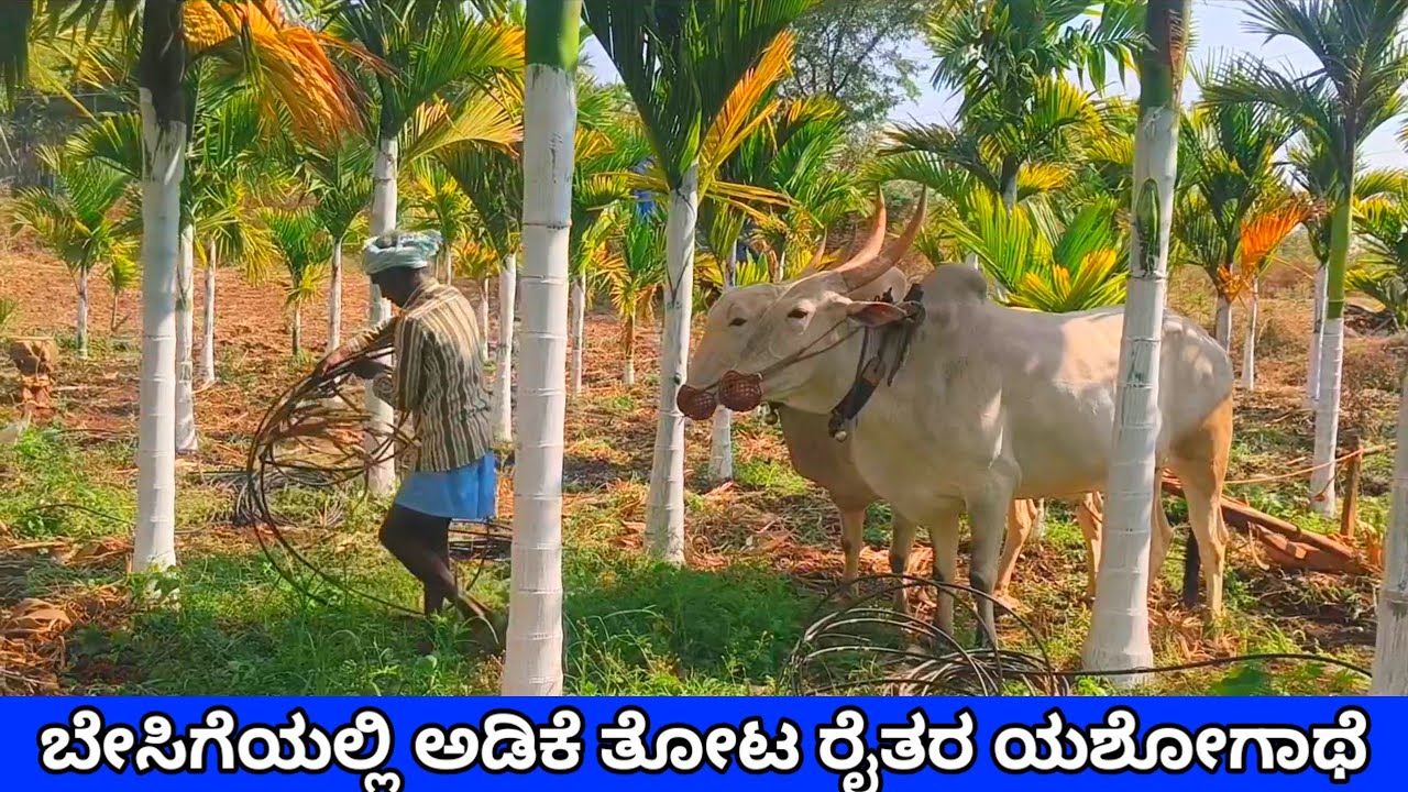 3.6 ವರ್ಷದಲ್ಲಿ ಅಡಿಕೆ ಗಿಡದಲ್ಲಿ ಹೊಂಬಾಳೆ🌴 | Arecanut Success in 3.6Years | ಎತ್ತಿನ ಬೇಸಾಯದಿಂದ ರೈತನ ಯಶೋಗಾಥೆ