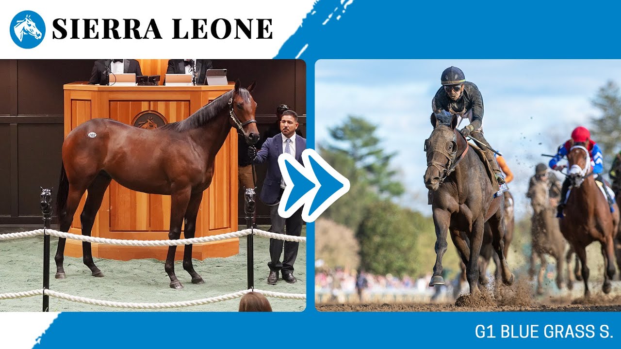 2024 G1 Blue Grass S. winner SIERRA LEONE at The Saratoga Sale