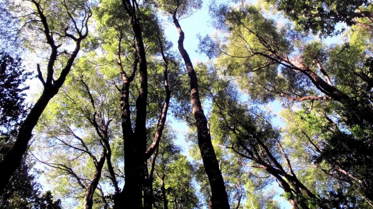 Llancahue, El Bosque del agua