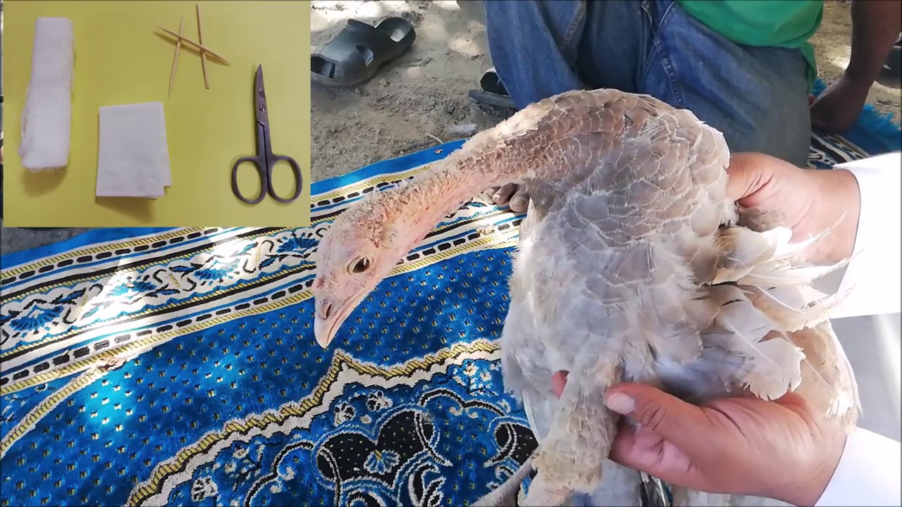 تجبير وعلاج ارجل الديك الرومي والطيور عامه