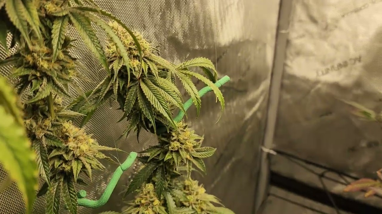 week 8 update. Blueberry muffin bubba and pistachio