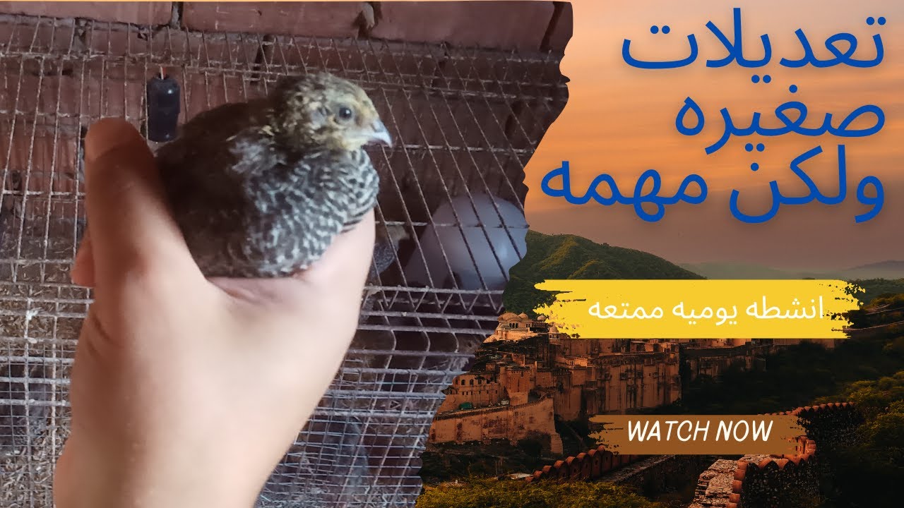 تعديلات في صناديق تربية السمان