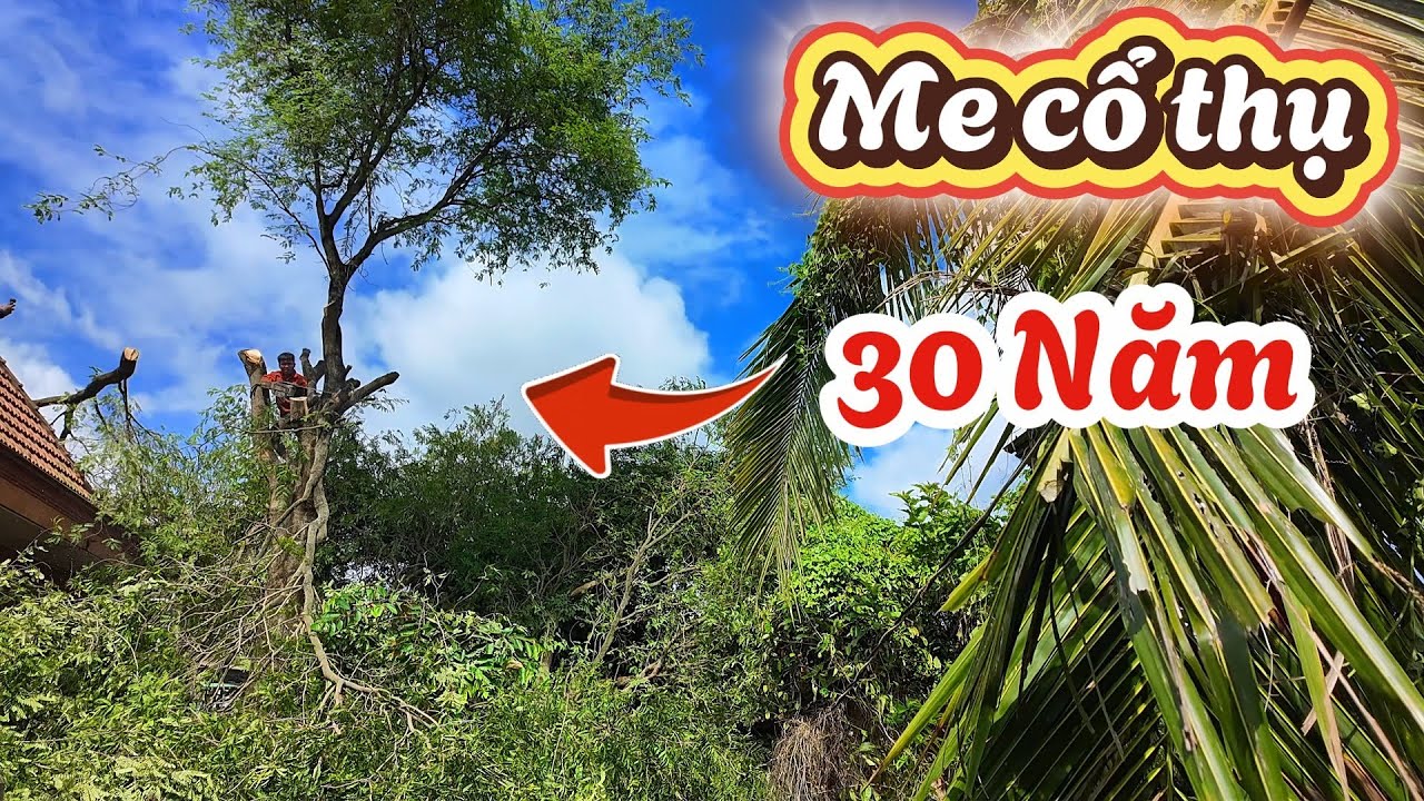 Giúp Chị Nhung Cưa Cây Me Cổ Thụ 30 Năm Tuổi Đổ Ngã Sau Cơn Bão