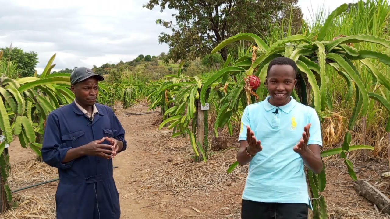 Dragon fruit farming in Kenya (success story behind Gravity farm)