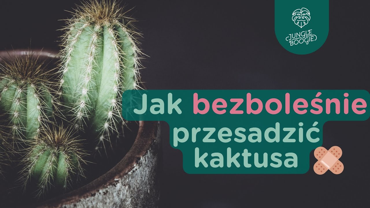 Jak bezpiecznie przesadzić kaktusa i się nie pokłuć // Sprytny patent na przesadzanie kaktusów