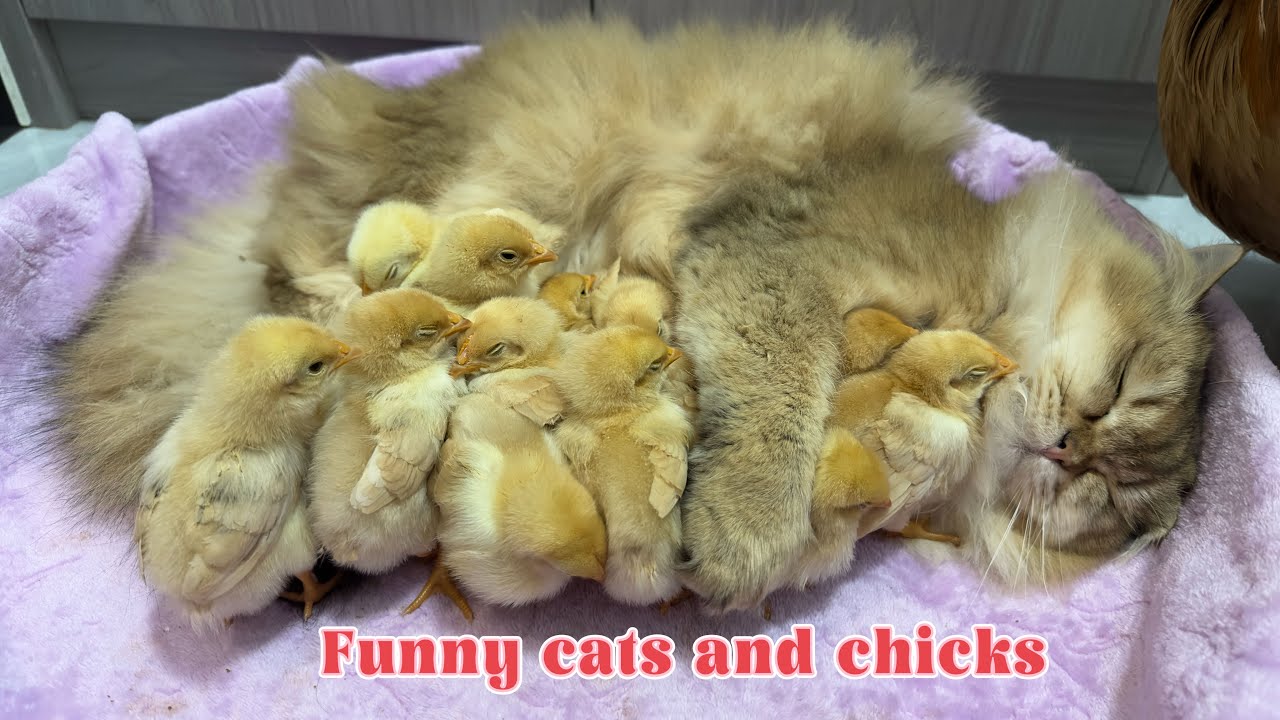 The kitten is suspected of stealing the chick! The hen is very angry💢!😂so interesting and cute