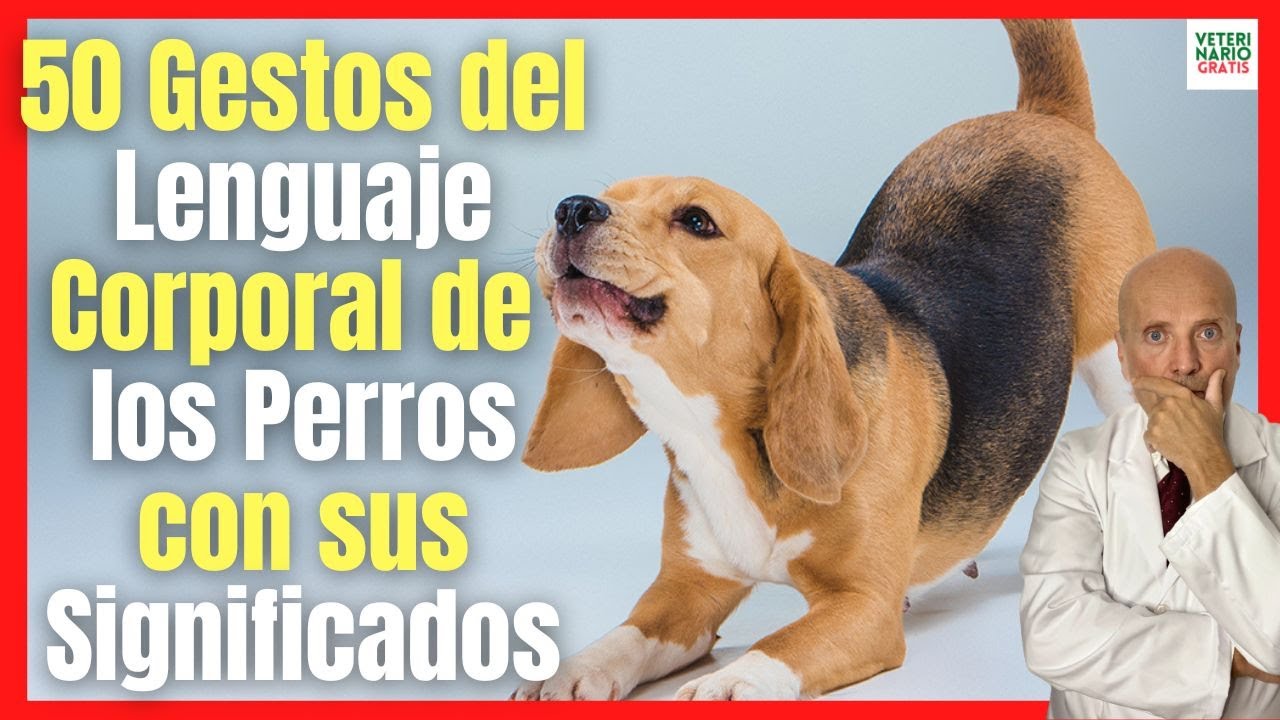 SIGNIFICADO DEL LENGUAJE CORPORAL y 🐶 50 GESTOS DE LOS PERROS