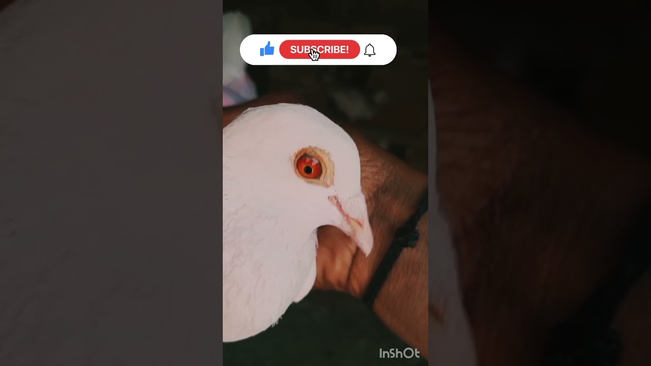 Madrasi pigeon video #pigeons #madrasikabutar #video top quality Madrasi pigeon video