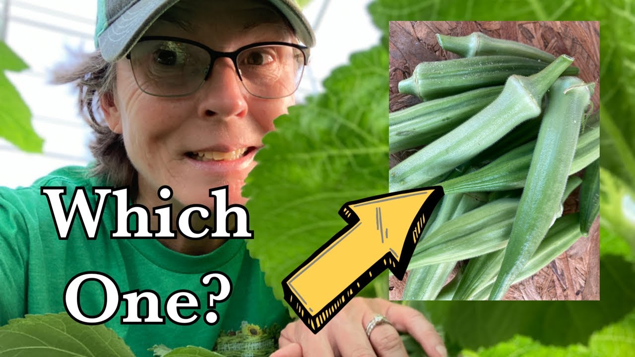 Okra Comparison. Which should you grow? You may be surprised!
