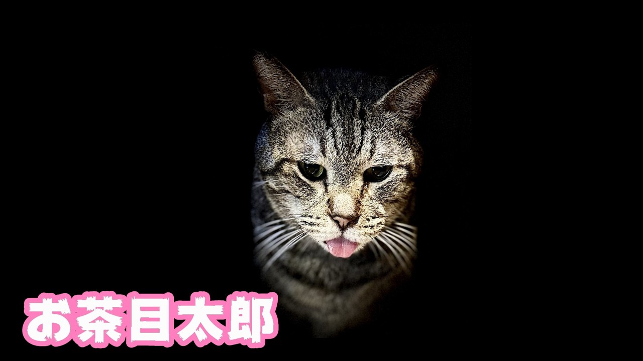 太郎はお茶目です サムネだけは釣りです  2026 02 15 1