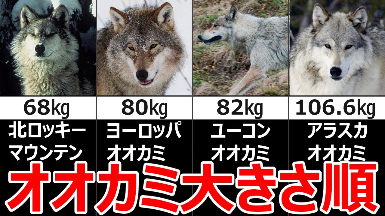 オオカミの大きさTOP10