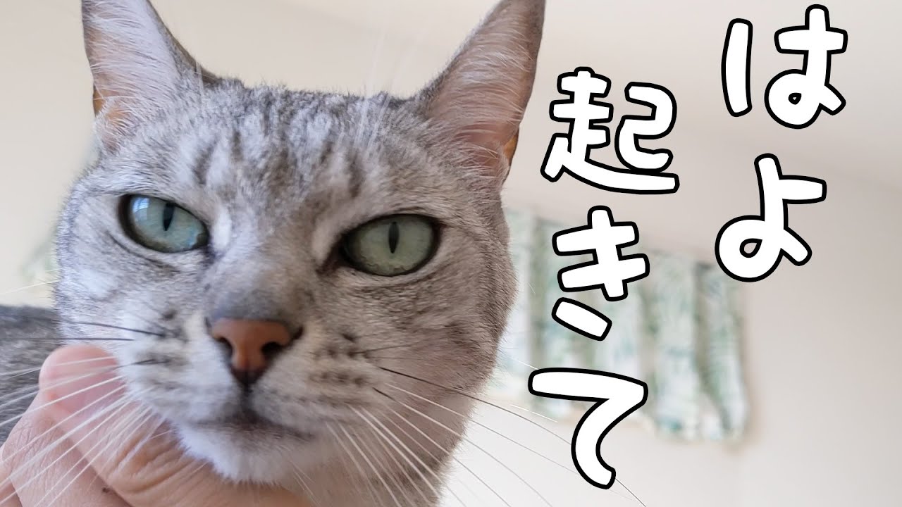 猫に起こされる朝のルーティンを撮ってみた