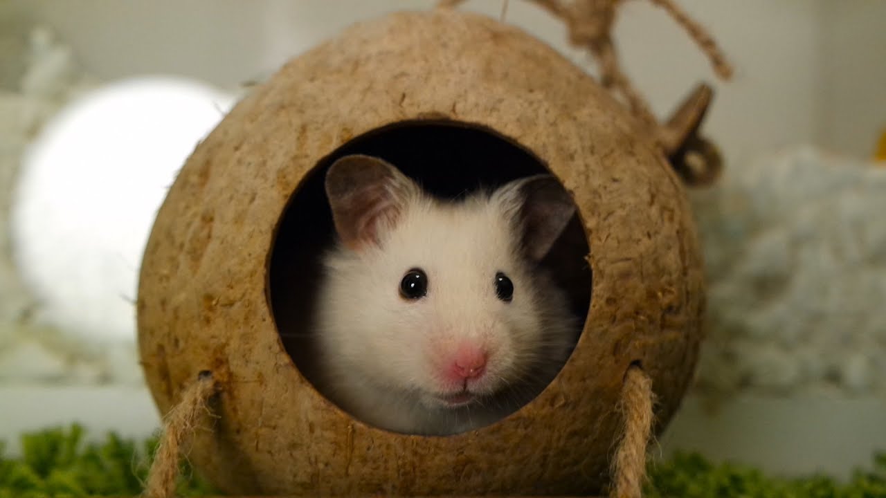 🥥 Vanilla in a coconut 🥥