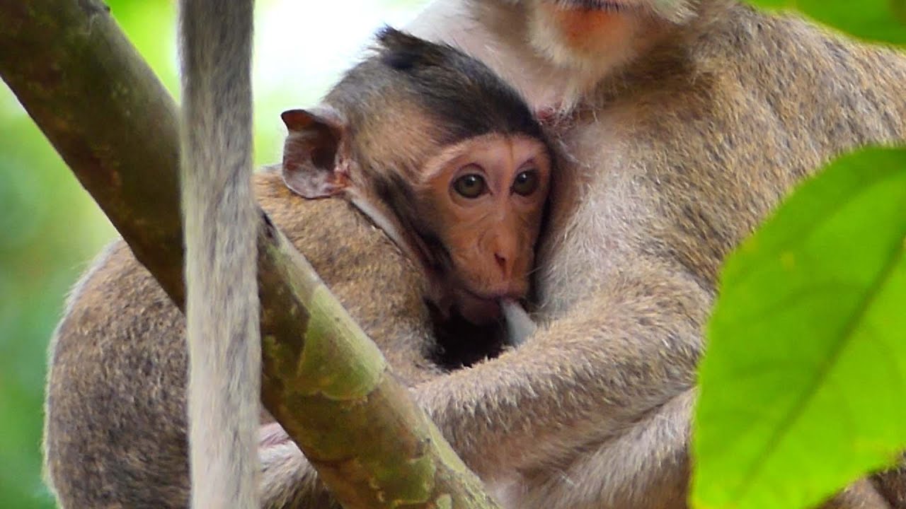 So sweet....! Little cute baby monkey drink so yummy milk when mother allows