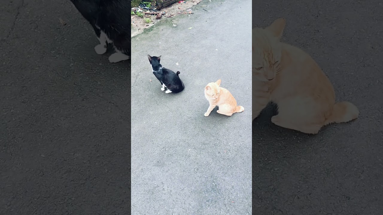 #короткие