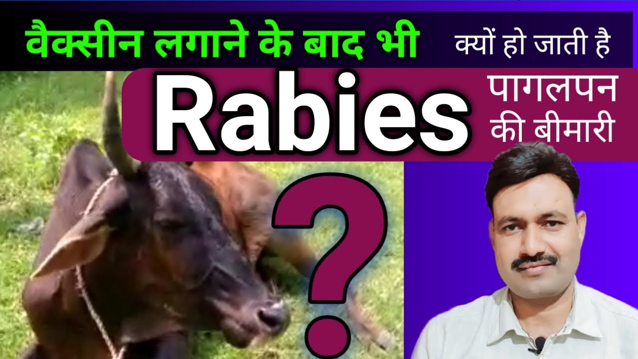 Rabies Vaccine Failure In Animals