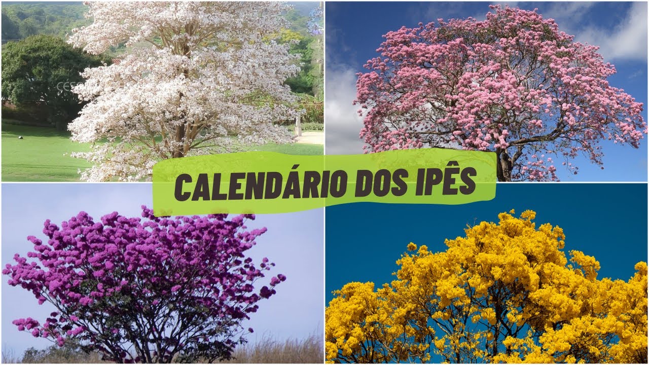IPÊ - TIPOS E CORES DOS IPÊS [E CALENDÁRIO DE FLORESCIMENTO]