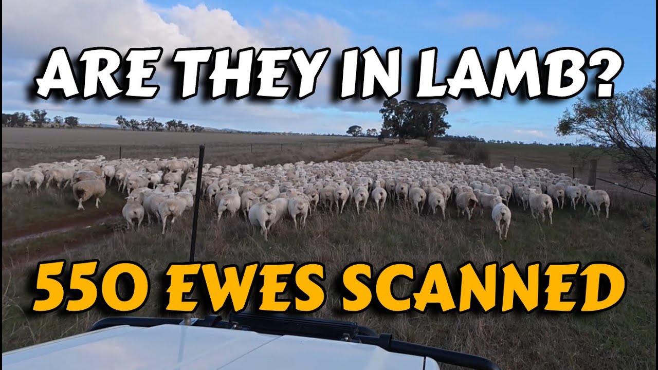 Are They in Lamb? Scanning 550 Ewes!