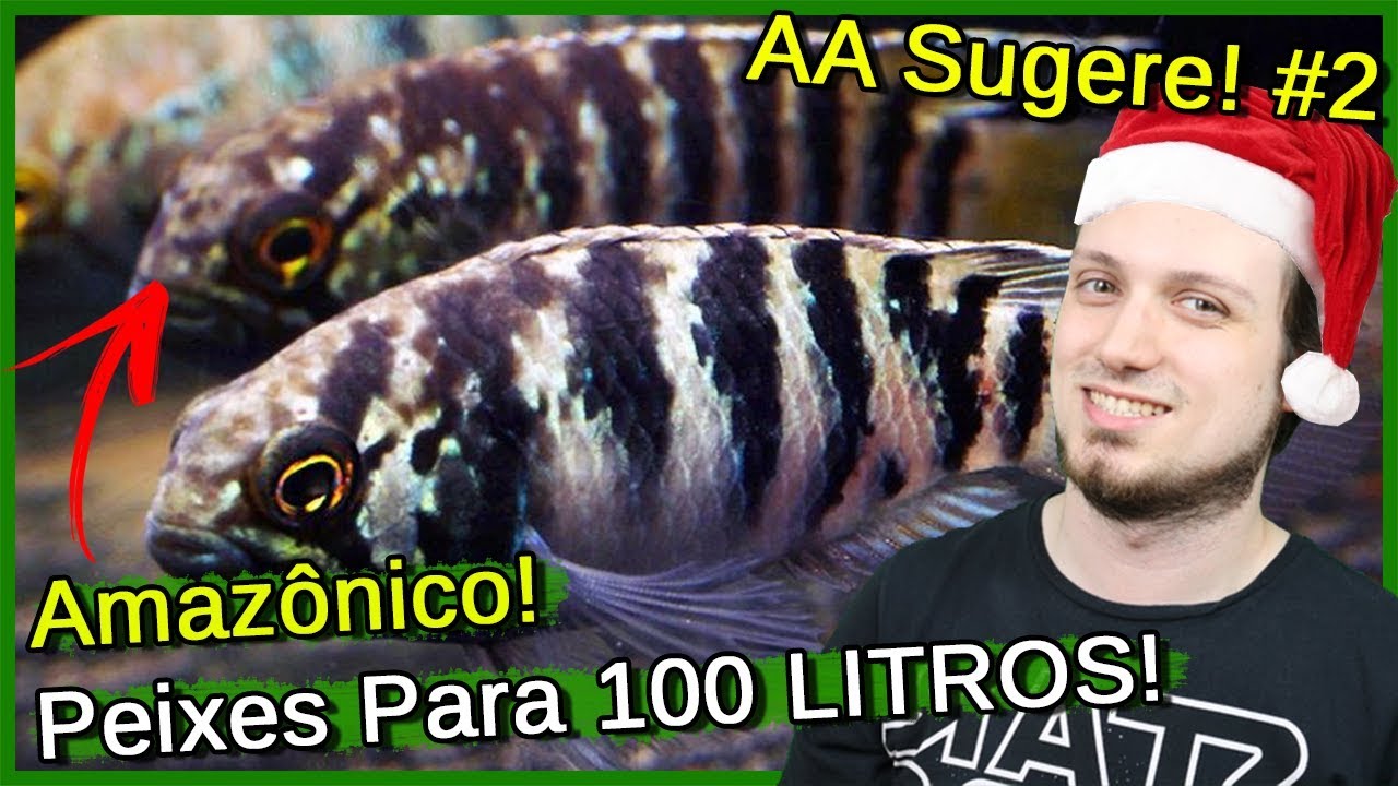 Quais Peixes colocar em aquário de 100 litros Amazônico! - AA Sugere #2