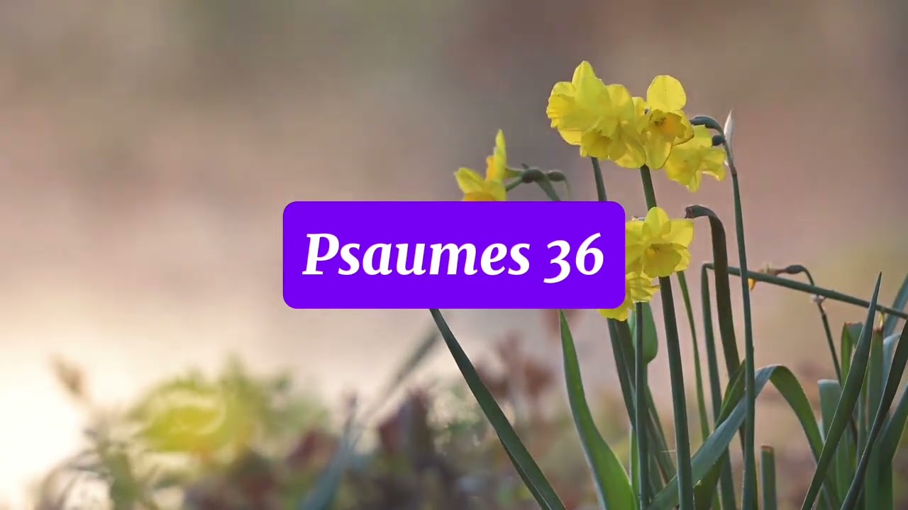🎙️PSAUME 36 – L’amour de Dieu