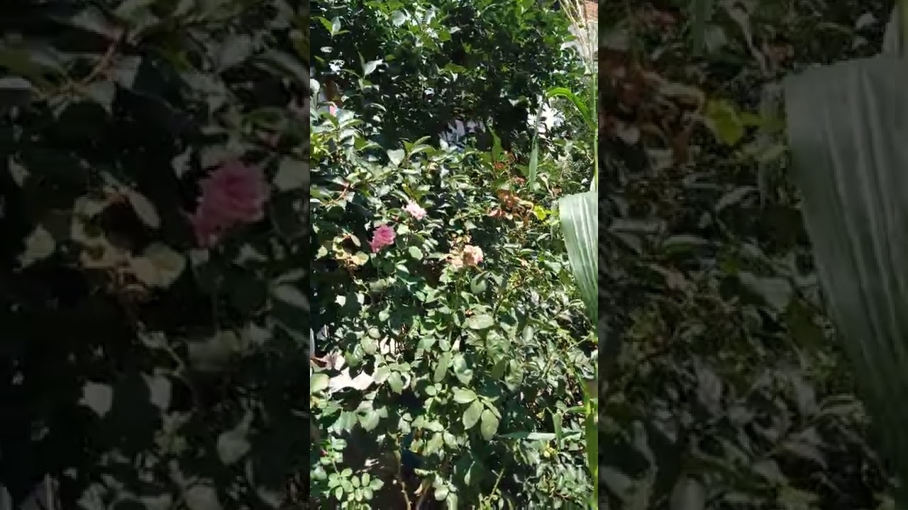 satılık müstakil bahçeli ev 5326502816 Kocaeli izmit