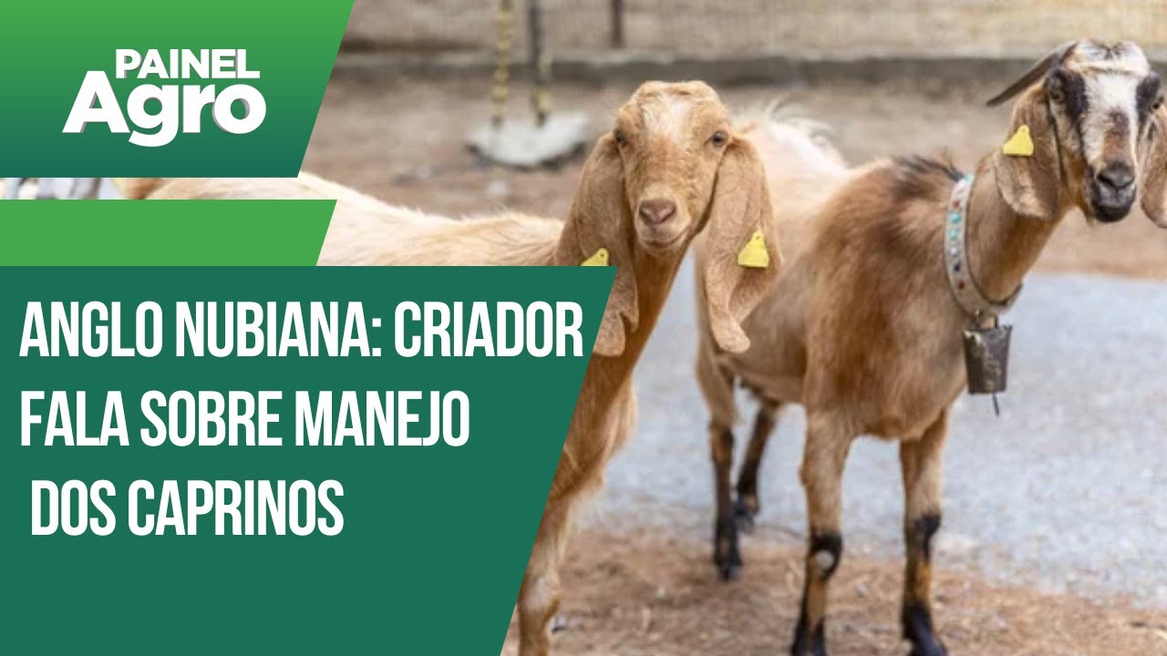 Anglo Nubiana: criador fala sobre manejo e produtividade dos caprinos