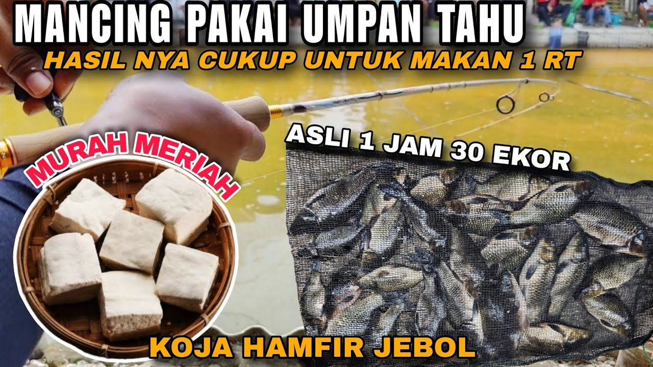 JANGAN ANGGEP REMEH UMPAN IKAN MAS YANG SATU INI .... LIHAT HASIL NYA