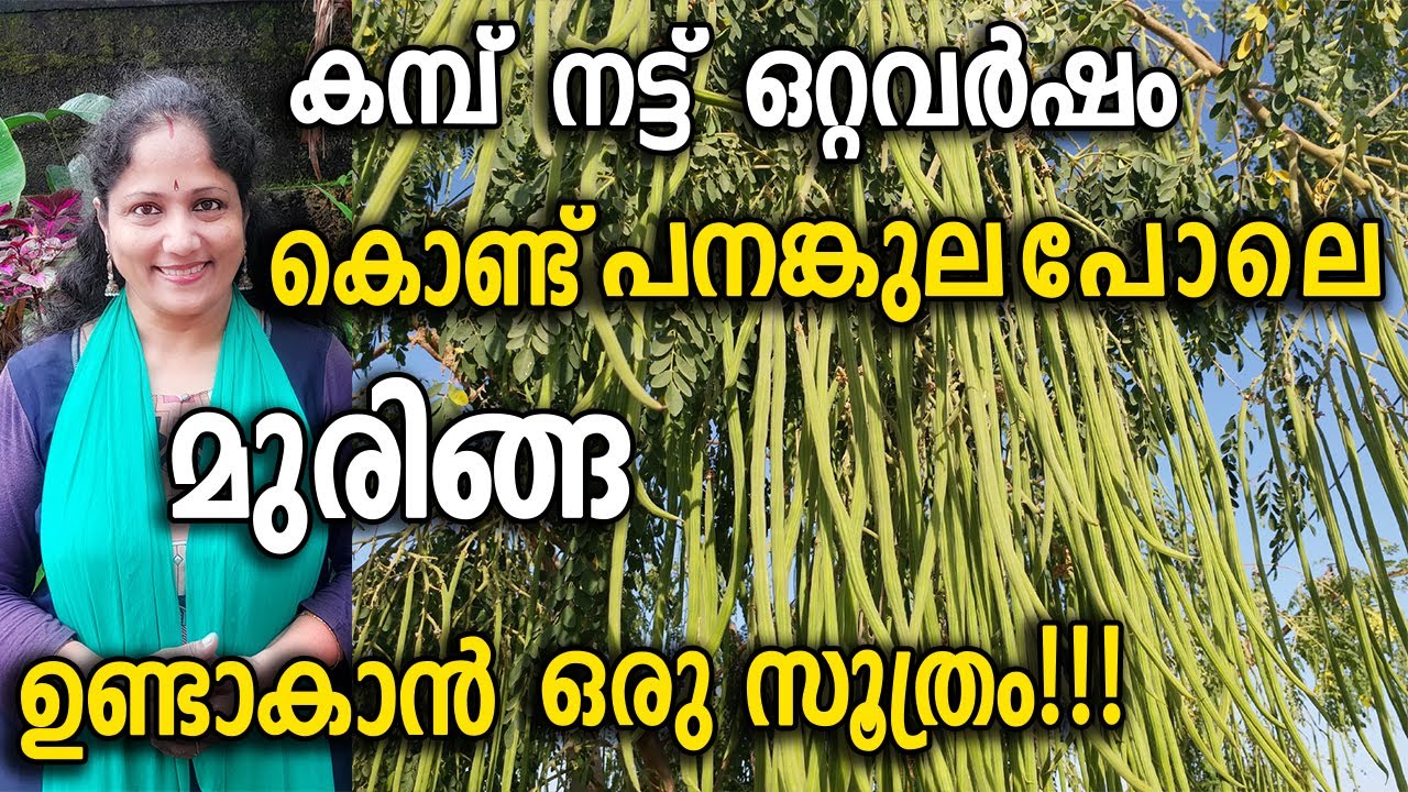 കമ്പ് നട്ട് ഒറ്റവർഷം കൊണ്ട്  മുരിങ്ങ ഉണ്ടാകാൻ ഒരു സൂത്രം!!! | Drumstick Cultivation Tips Malayalam