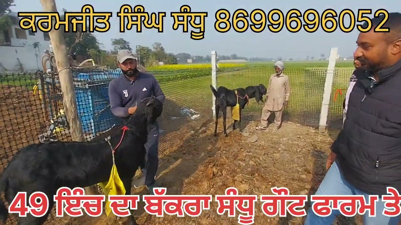 49 ਇੰਚ ਦਾ ਬੱਕਰਾ ਸੰਧੂ ਗੌਟ ਫਾਰਮ ਪਿੰਡ ਚਕਰ ਜਿੱਲਾ ਲੁਧਿਆਣਾ ਪੰਜਾਬ #goatfarming #farming