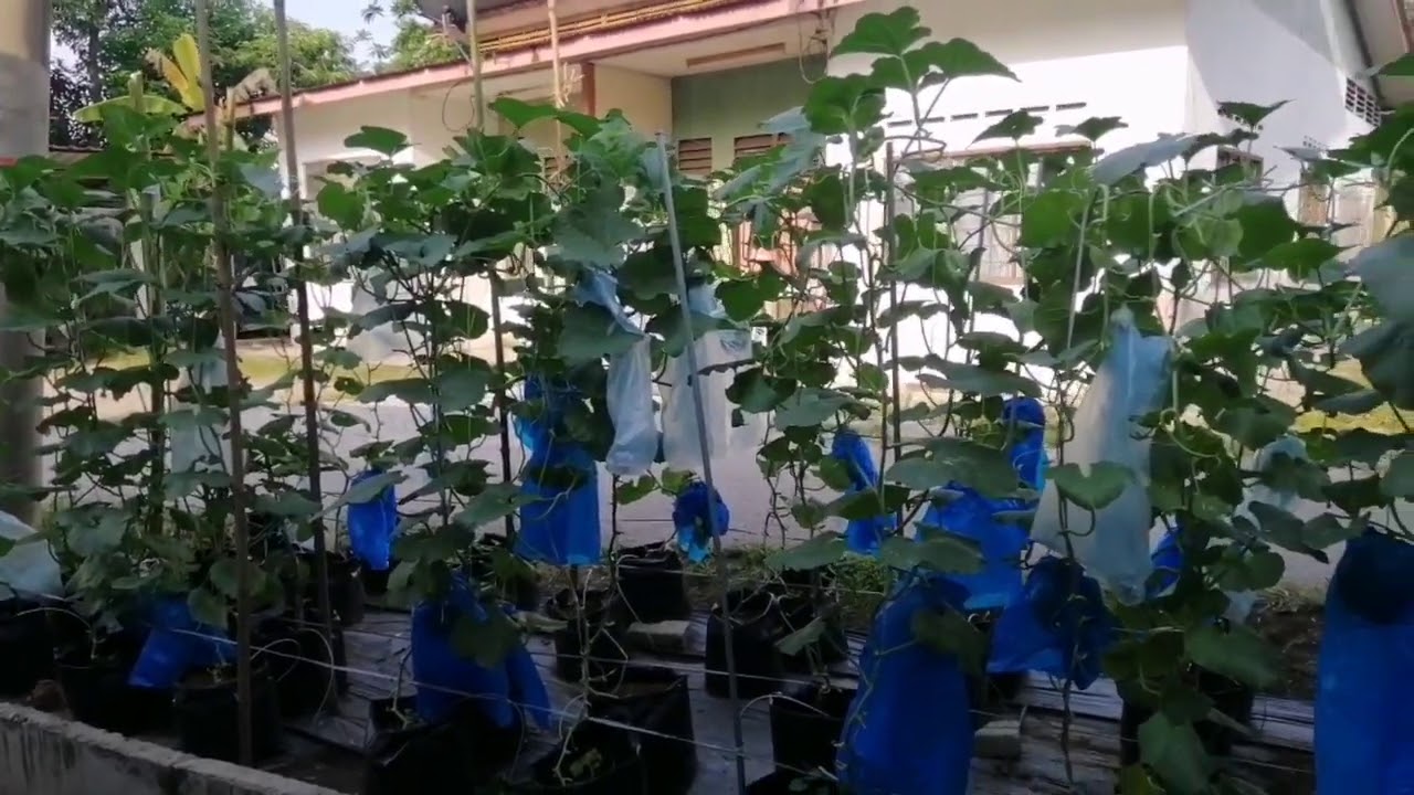 Kebun Bandar