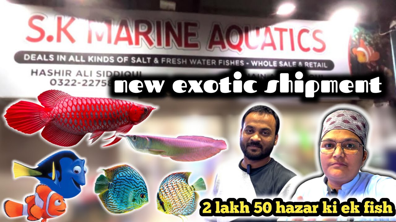 fish aquarium wholesale market || s k marine Aquatics latest shipment exotic fish variety. Karachi